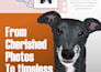 do digital pet portraits vector illustration